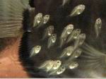 [+] Zoom