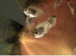 [+] Zoom