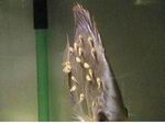 [+] Zoom